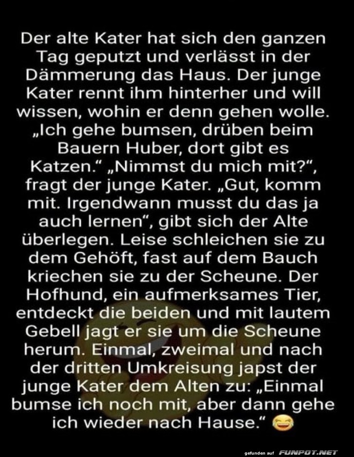 Der junge Kater