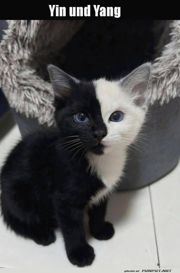 Das Yin und Yang der Katzenwelt