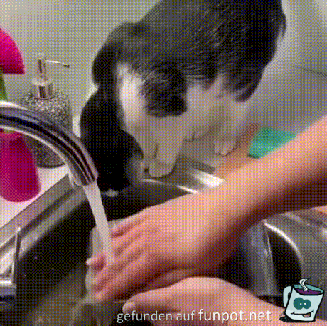 Katze hilft beim Spülen Katze hilft beim Spülen