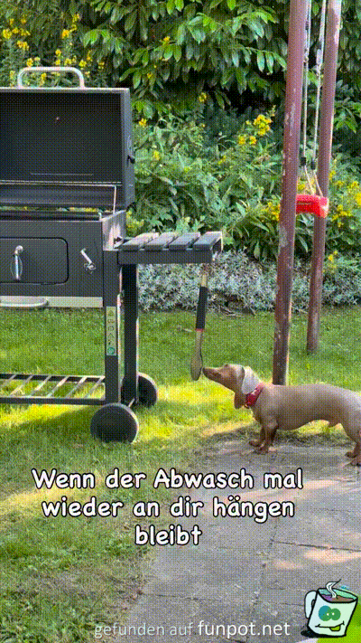 Dackel muss den Abwasch machen Dackel muss den Abwasch machen
