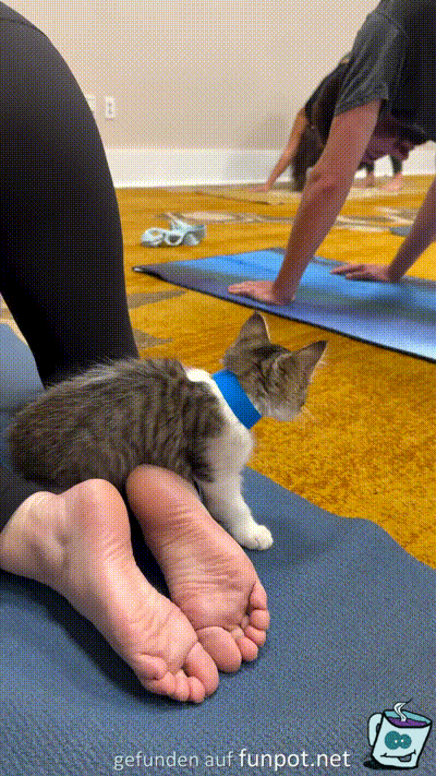 S��e Katze