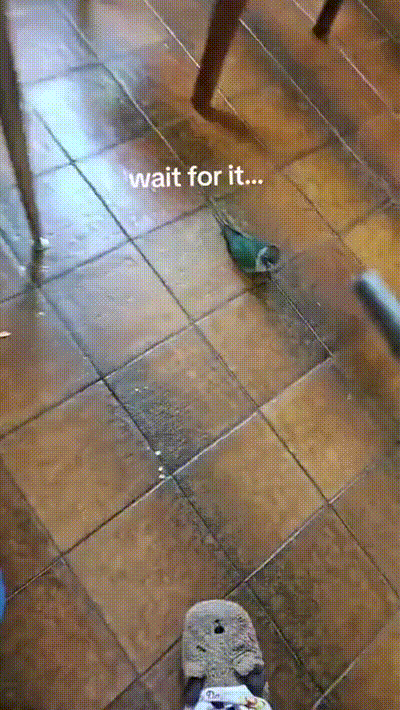 Lustiger Vogel