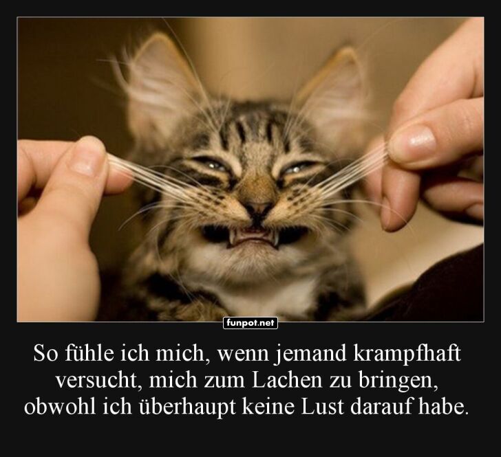 Katzen-Workout f�r die Lachmuskeln