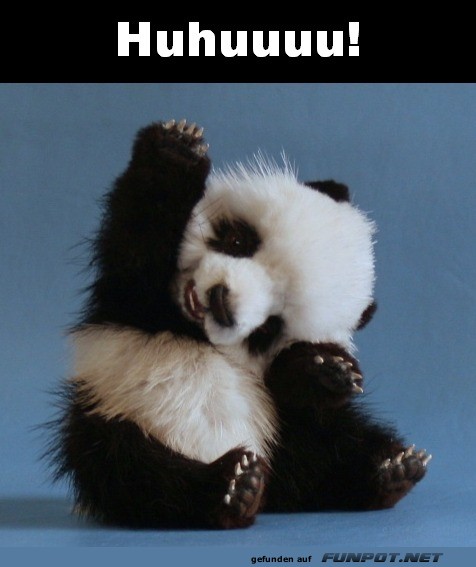 Panda-Welle: Zur�ckwinken empfohlen!