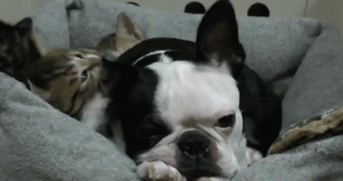 Geduldiger Hund