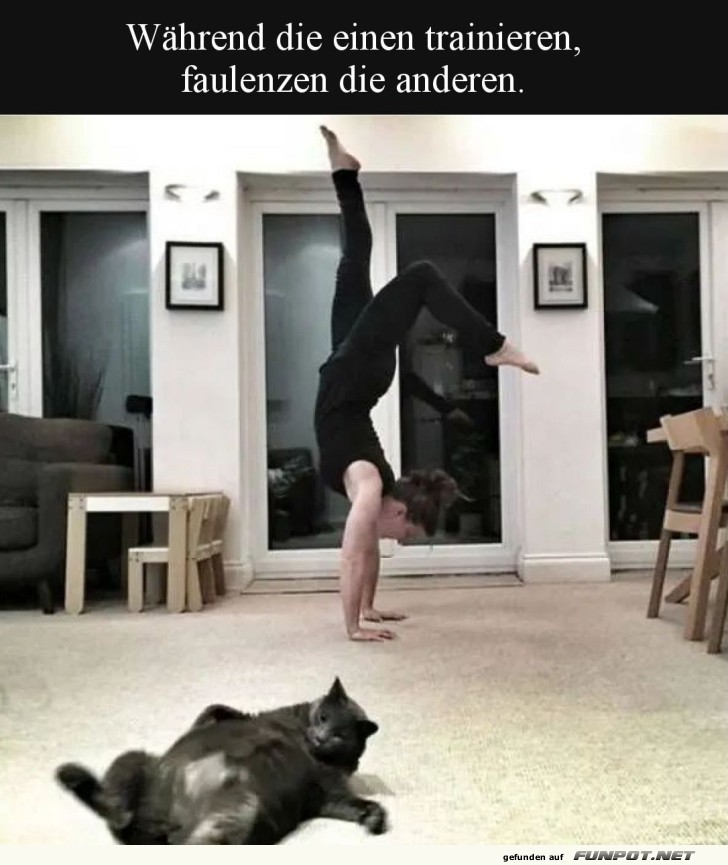 Katzentrainer vs. Couchkartoffel