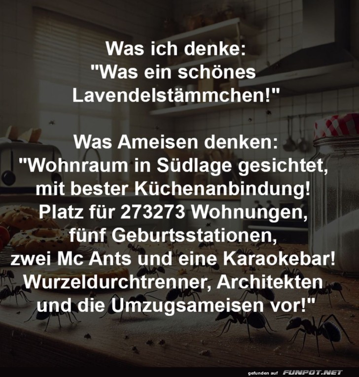 Ameisen suchen Wohnung mit Aussicht