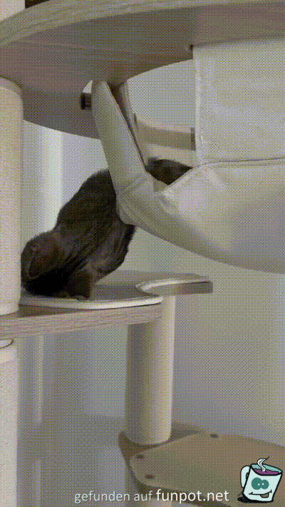 Müde Katze Müde Katze