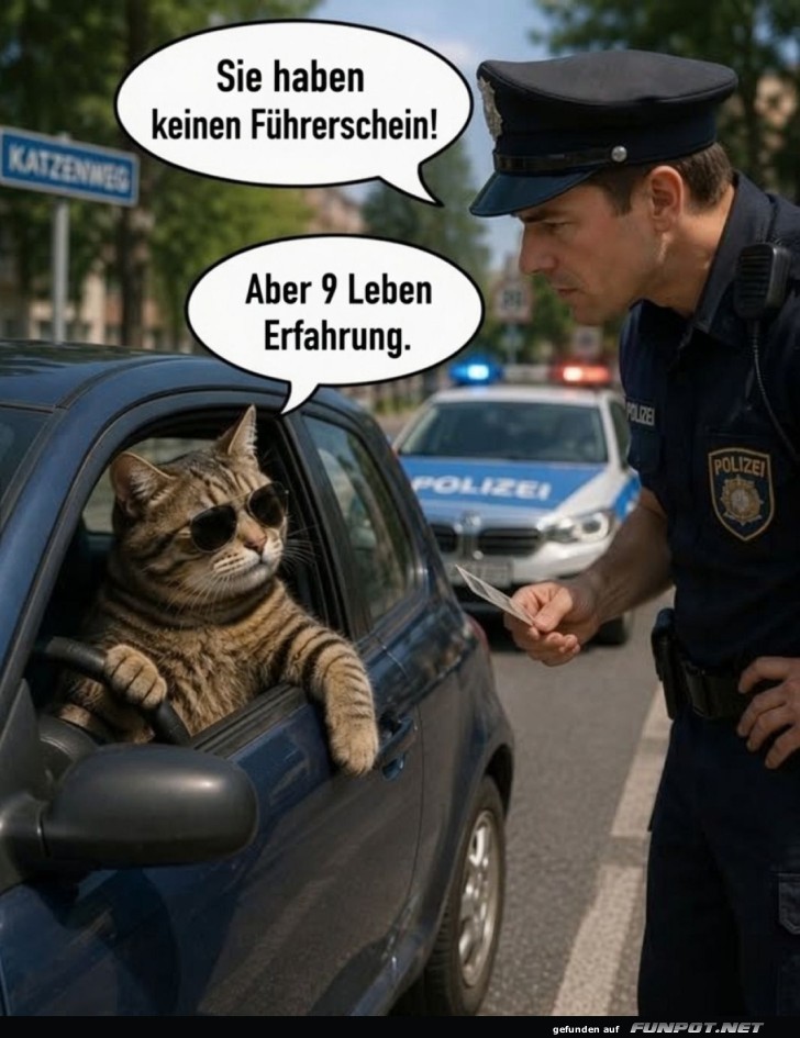 Katzenpolizei: Führerschein nicht nötig!