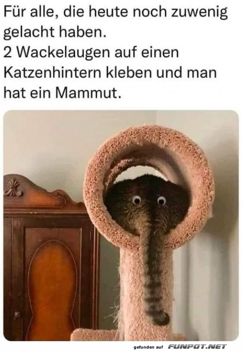 Das Katzen-Mammut auf der Kratzbaum-Safari