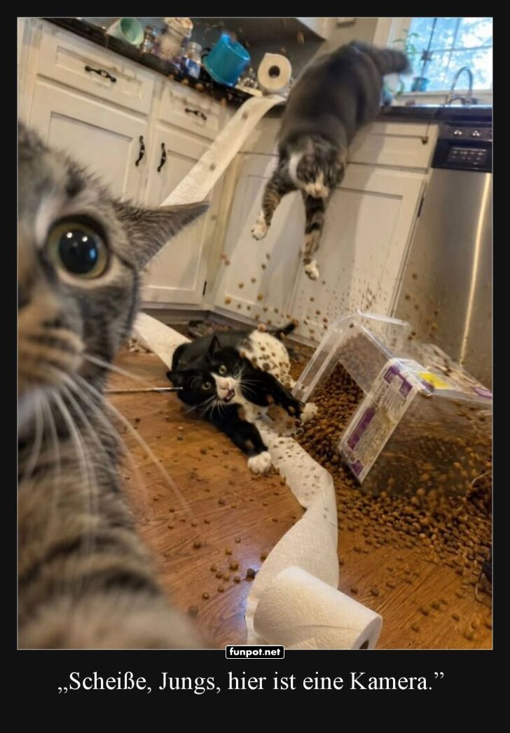 Katzenparty außer Kontrolle!