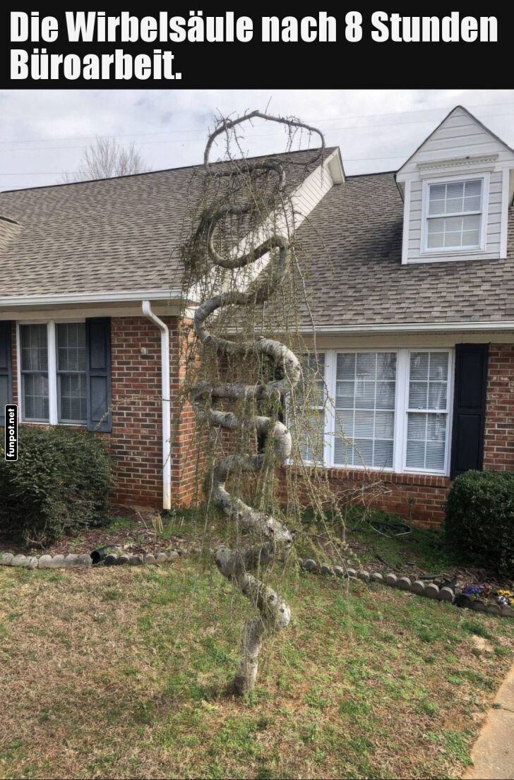 Wenn der Baum Rückenschmerzen hat Wenn der Baum Rückenschmerzen hat