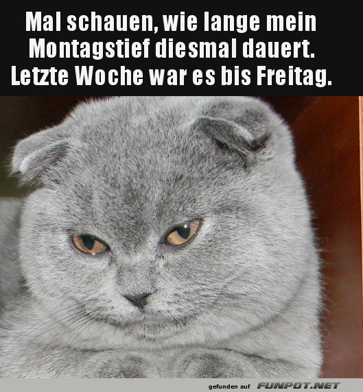Montagskatze: Ein tierischer Wochenstart