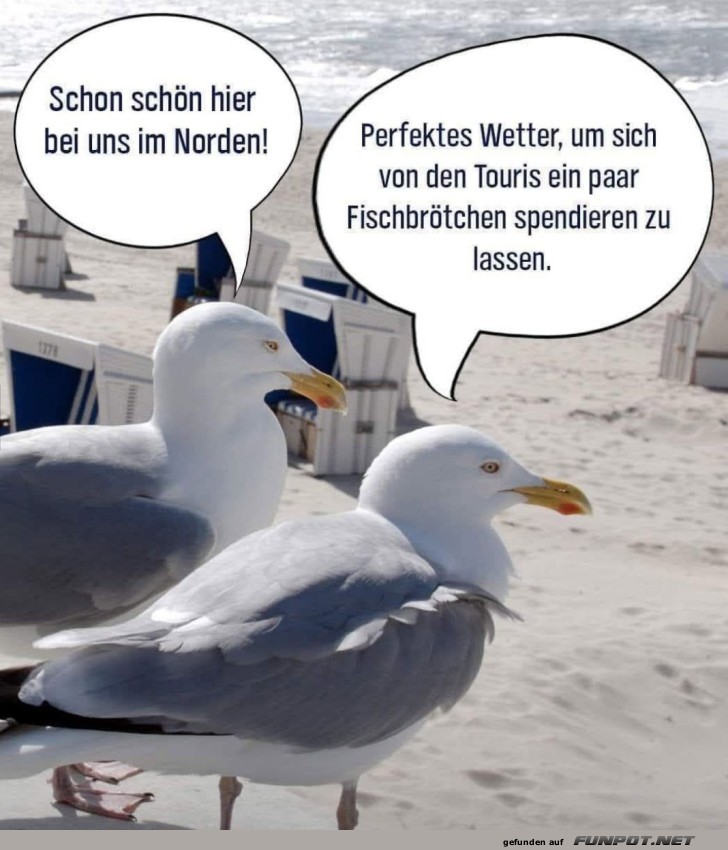Möwenmarketing: Touris und Fischbrötchen!