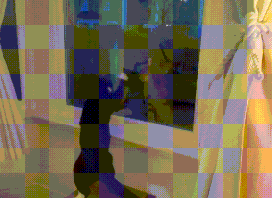 Katzen