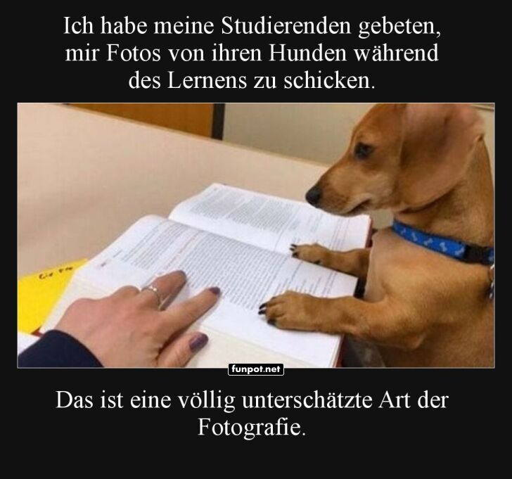 Flei�iger Vierbeiner im Studium