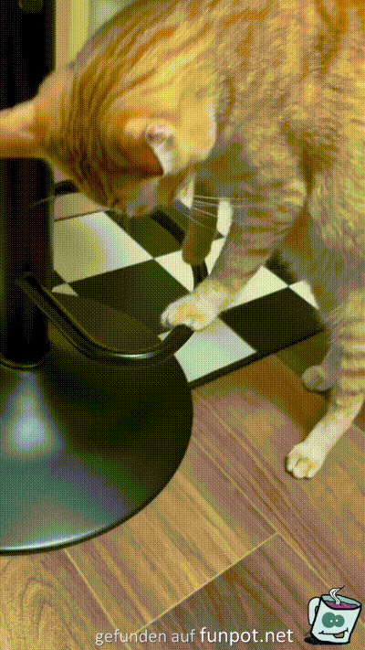 Katze macht Purzelbaum