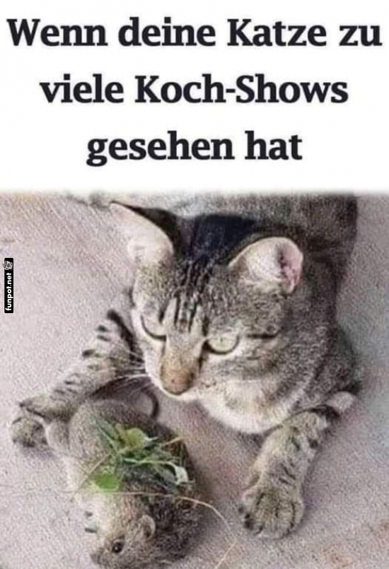 Katzen-Chefkoch am Werk!