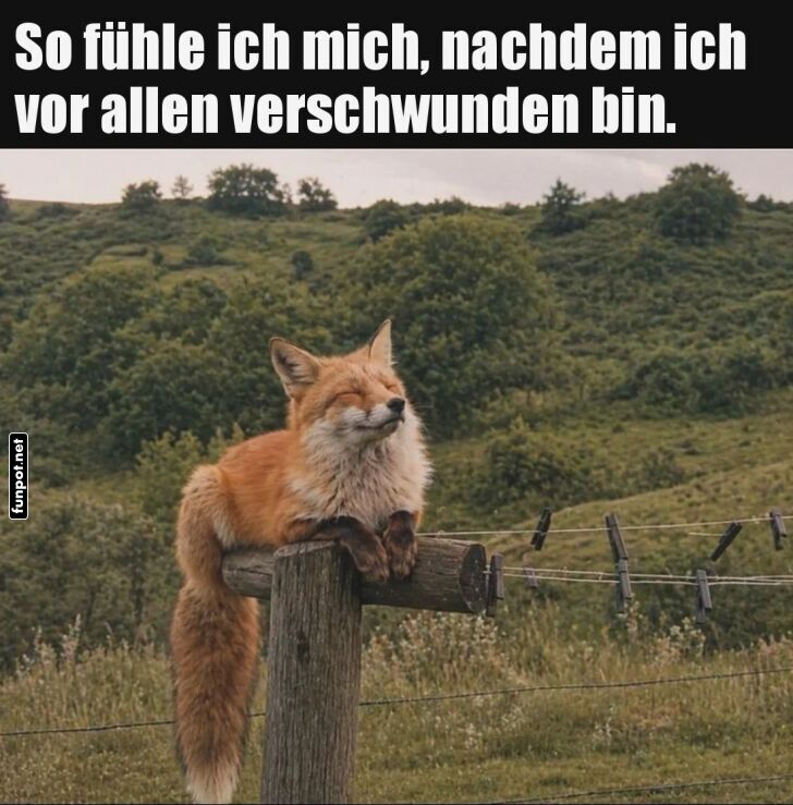 Fuchsi im Ruhestand: Einfach mal abh�ngen