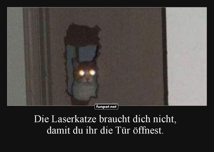 Die Laserblick-Katze ist los!