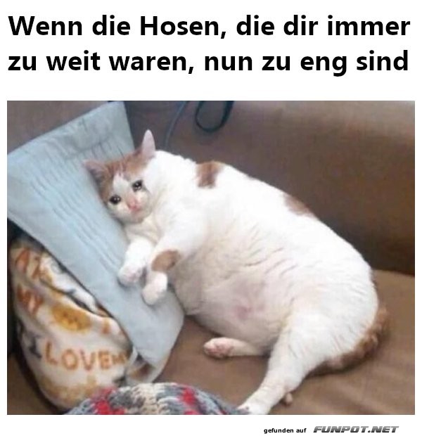 Katzen-Krise: Die Hosen passen nicht mehr!
