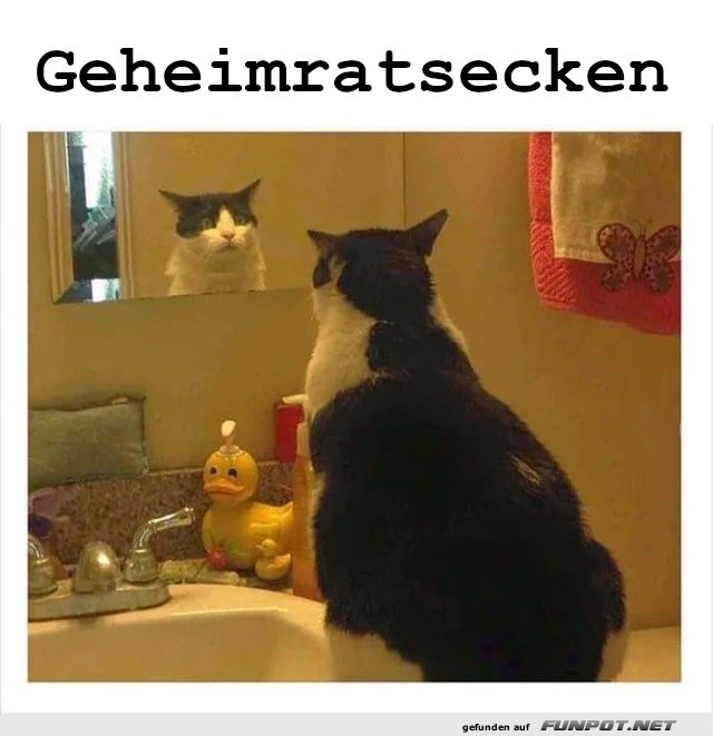 Katzenkrise: Ungebetenes Spiegelbild!