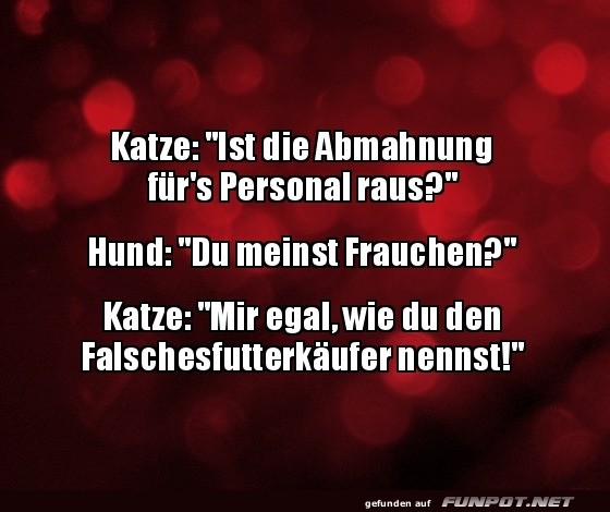 Wenn Katze der Chef ist!