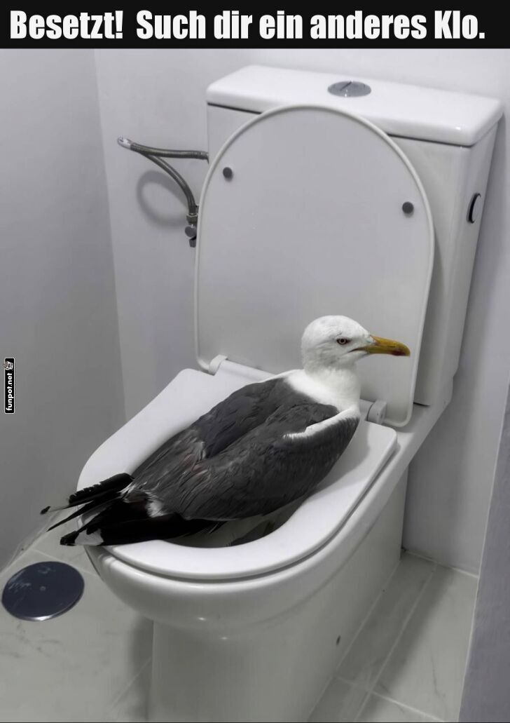 Wenn M�wen die Toilette besetzen