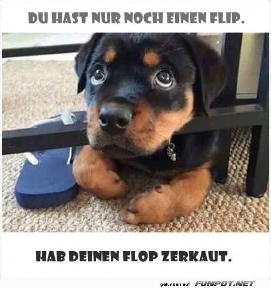 Rottweiler und der Flip-Flop-Diebstahl