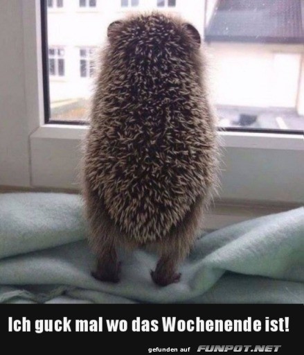Ich guck mal