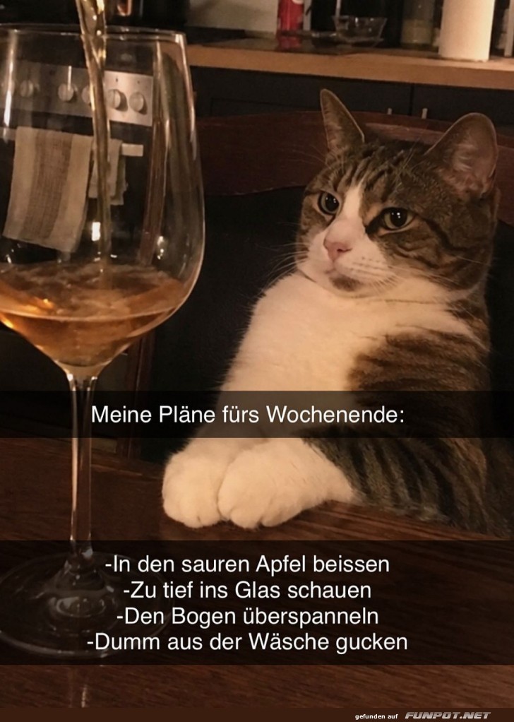 Wenn die Katze zum Wochenendplaner wird