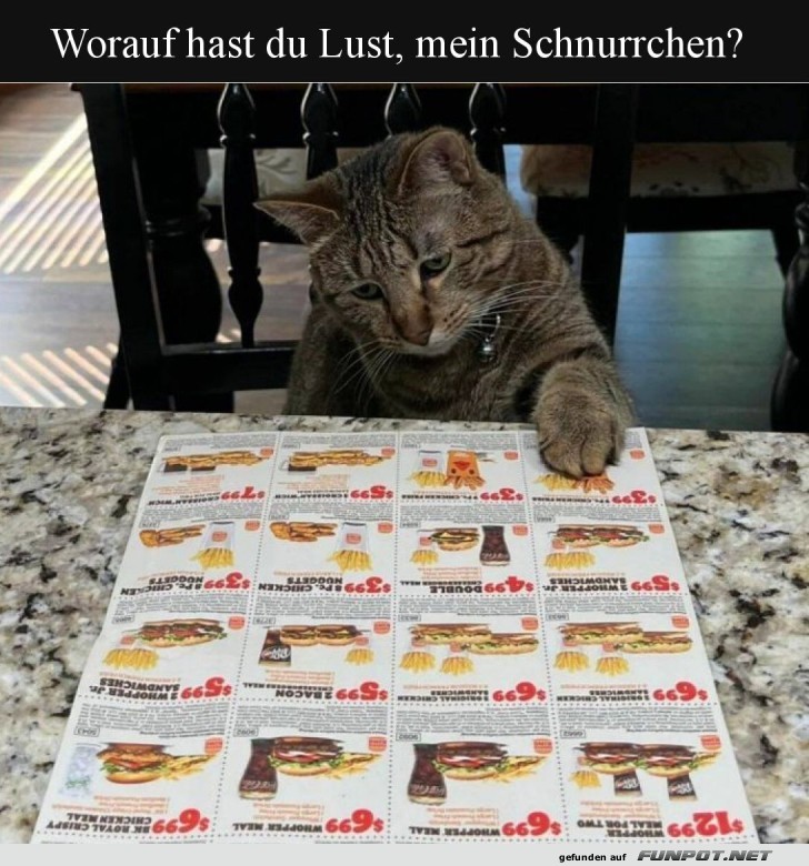 Katze sucht Schnäppchenmenü