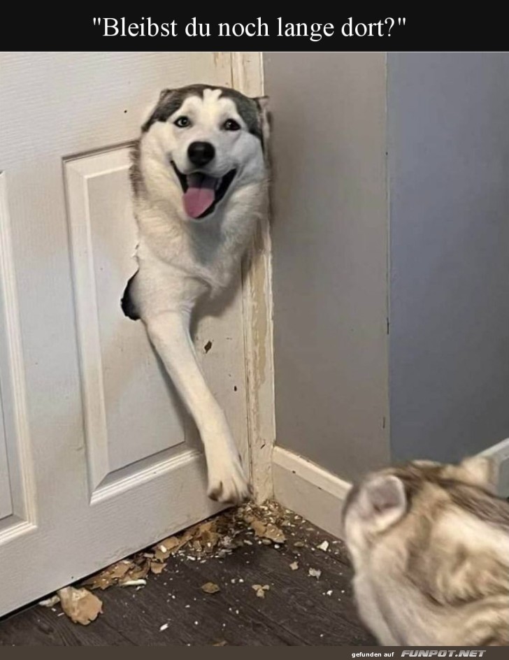DIY Hundeklappe Deluxe