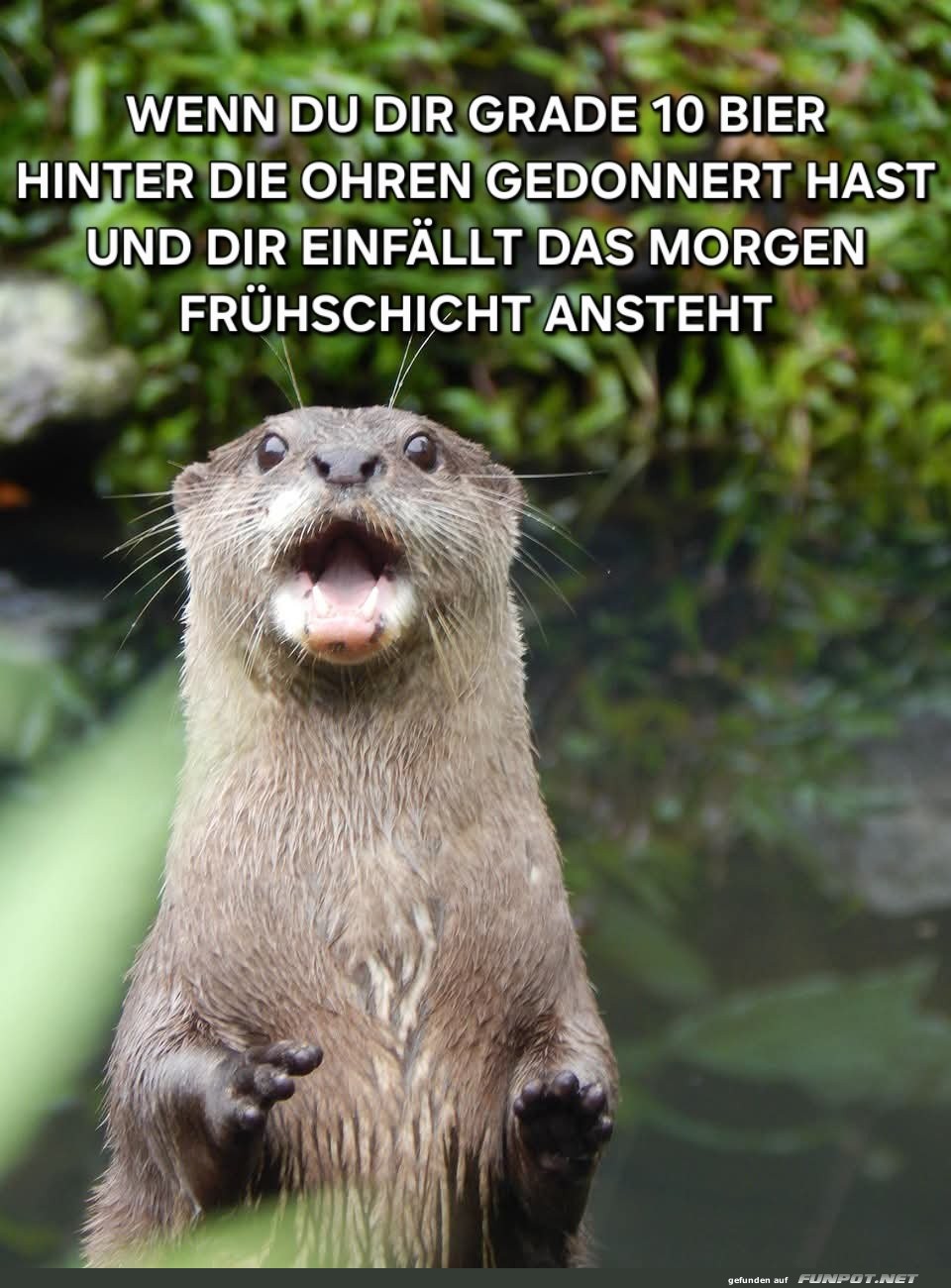 Kater-Alarm: Otter versteht den Ernst der Lage!
