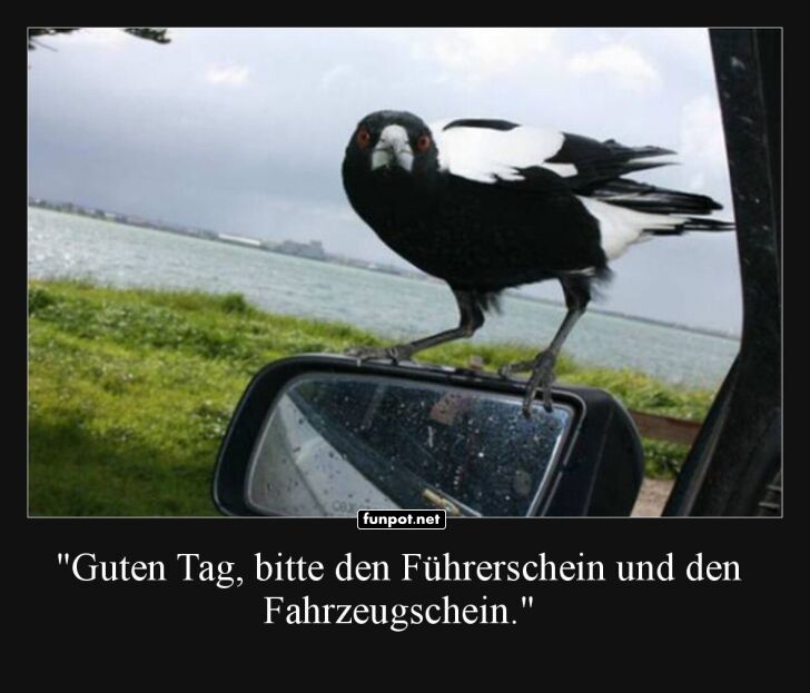 Der gefiederte Verkehrspolizist