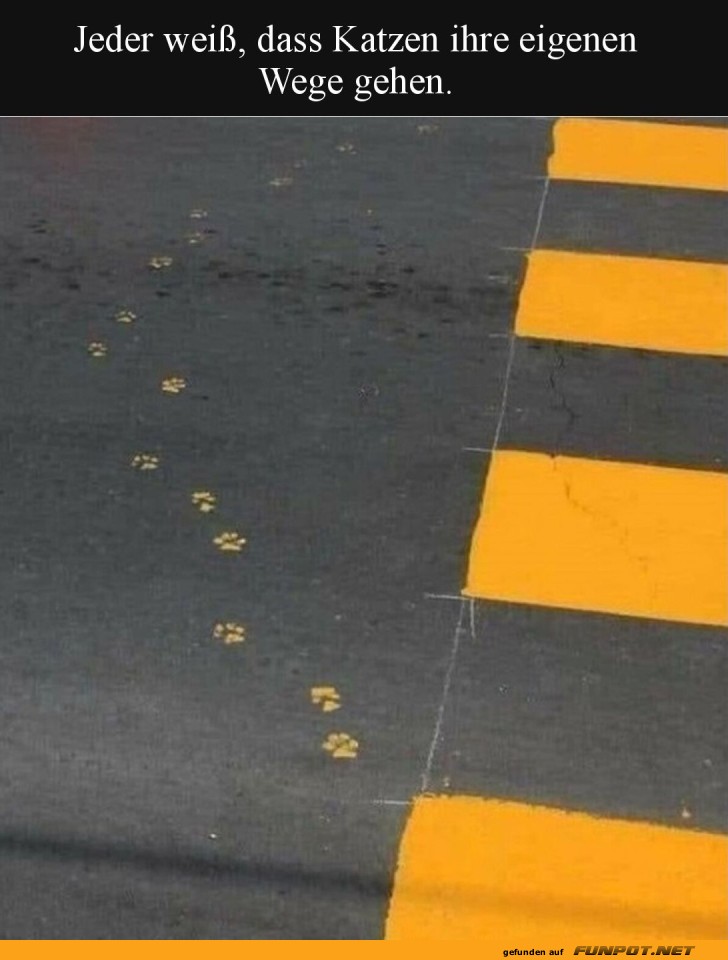 Katzenpfoten vs. Zebrastreifen: Wer gewinnt?