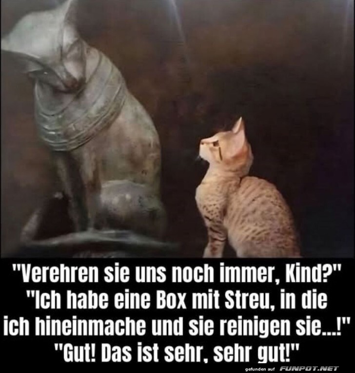 G�ttlicher Katzen-Dialog!
