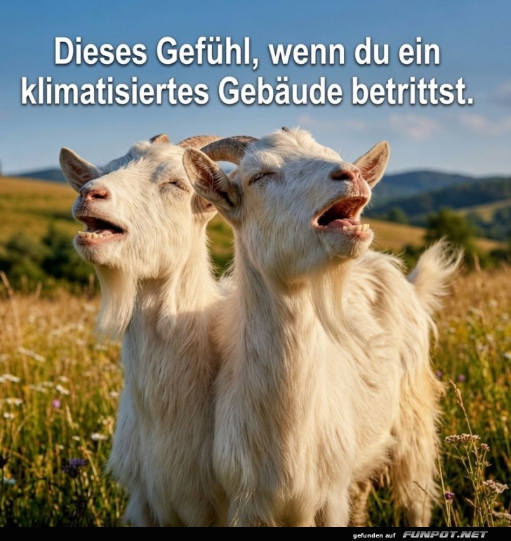 Klimatisierter Ziegen-Genuss