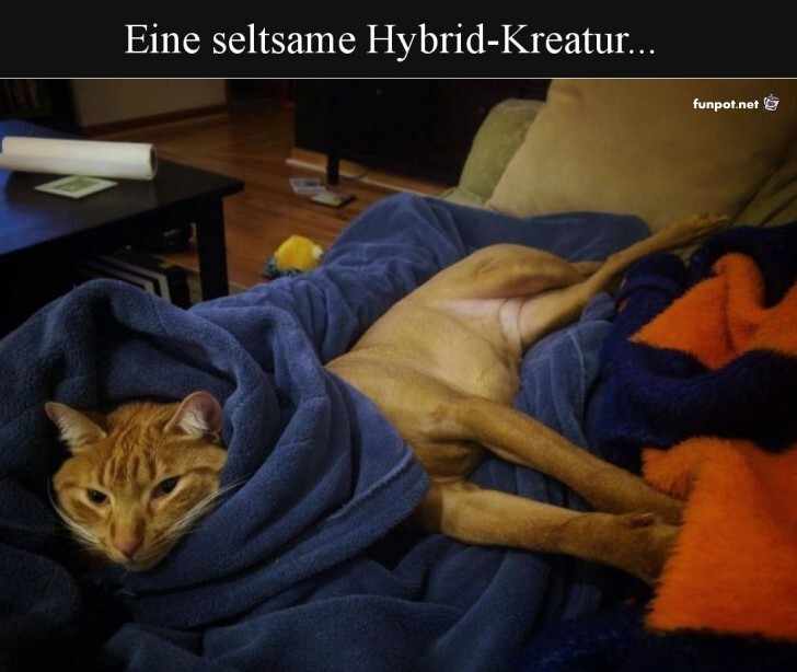 Katzenhund: Die neue Sofarasse!