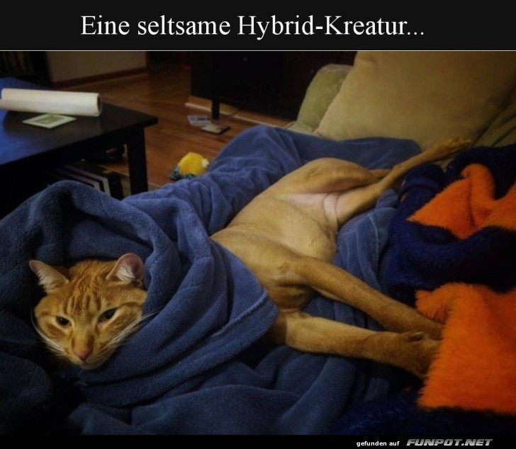 Katzenhund: Die neue Sofarasse!
