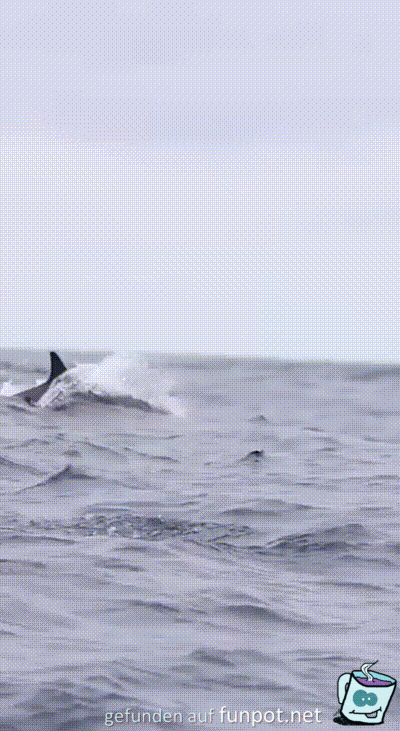 Fr�hlicher Delfin