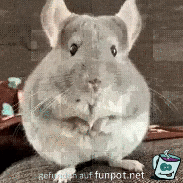 Lustige Ohren Lustige Ohren