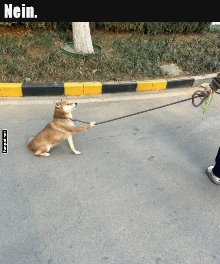 Spaziergangsabbruch: Hund hat genug! Spaziergangsabbruch: Hund hat genug!