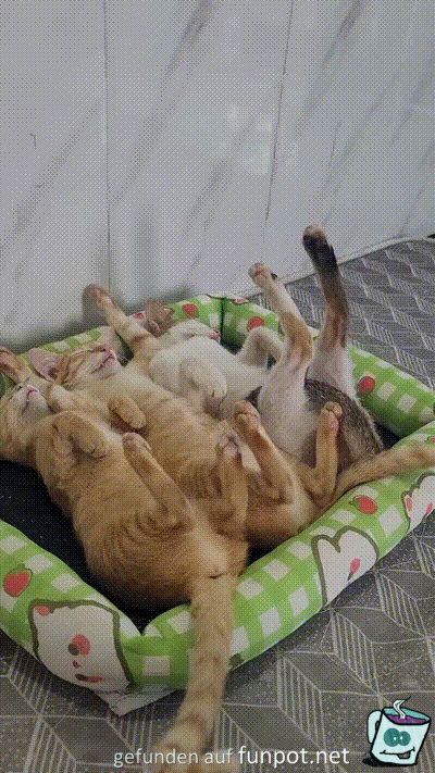 Gechillte Katzen