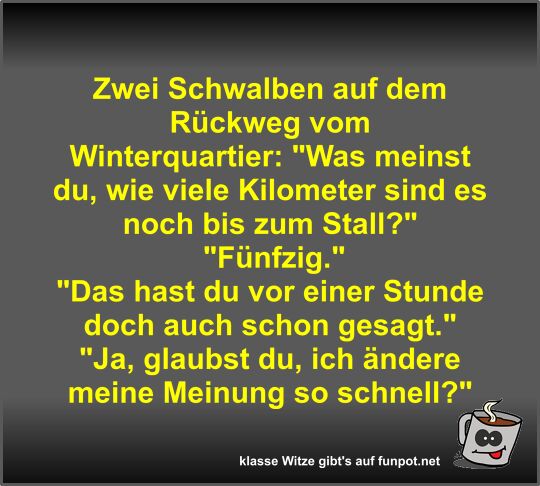 Zwei Schwalben auf dem Rückweg vom Winterquartier