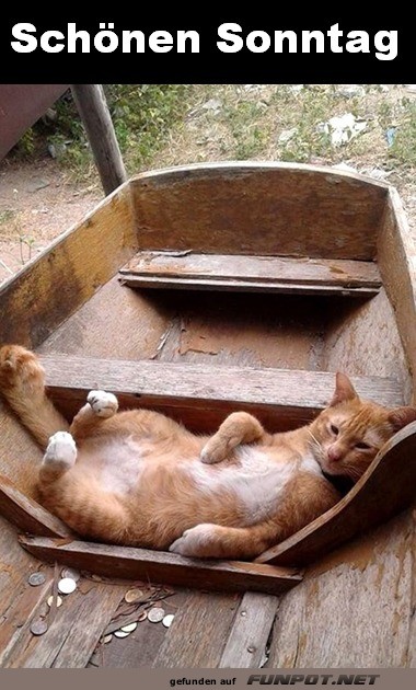 Sonntagsruhe � la Katze