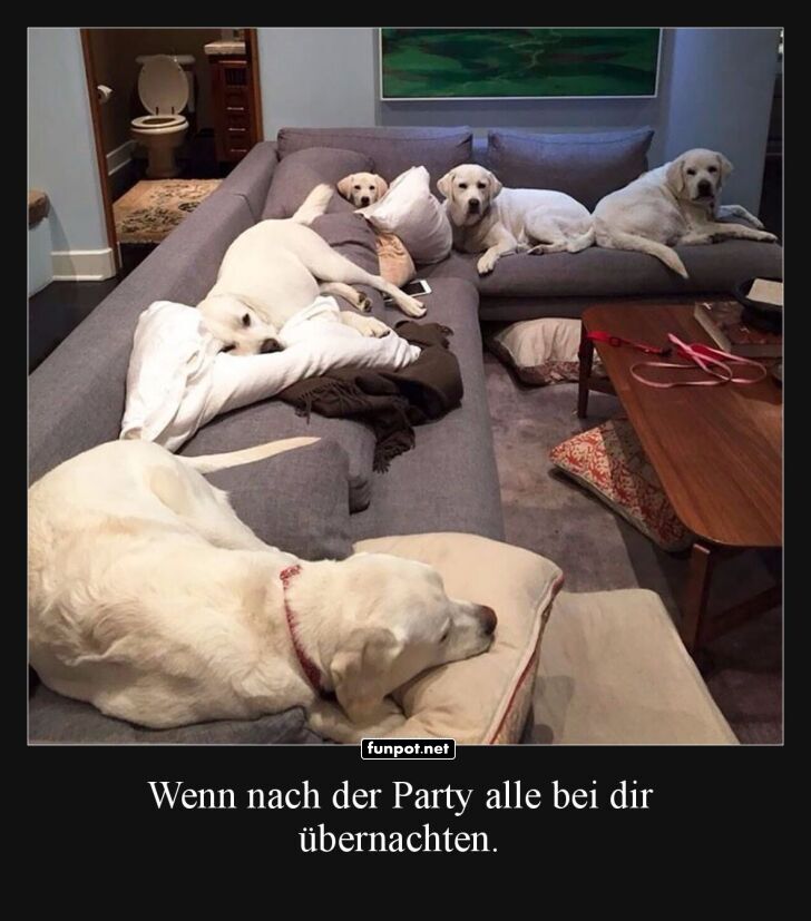 Couch-Potatoes im Hundeparadies