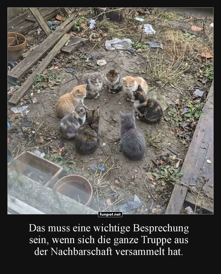 Katzentagung unter freiem Himmel