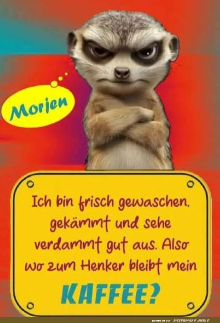 Surikate wartet auf seinen Morgenkaffee