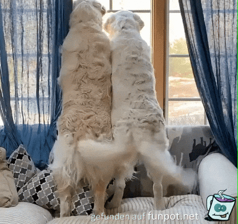 Hunde freuen sich